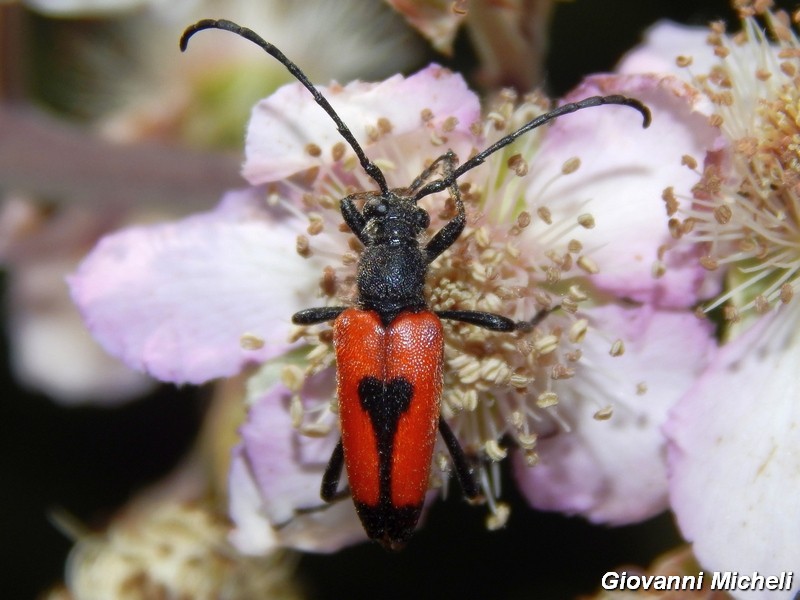 Serie di Cerambycidae del Parco del Ticino